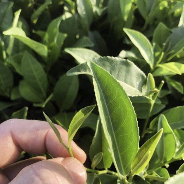Bud and Leaf, Tsalenjikha
